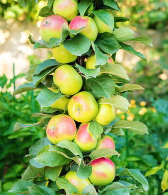 Columnar Apple