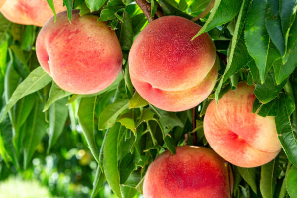 Mini Peach Tree
